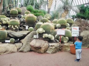 【伊豆シャボテン動物公園】 サボテンの展示がスゴイ！　世界最高齢のハシビロコウのビル（♀）