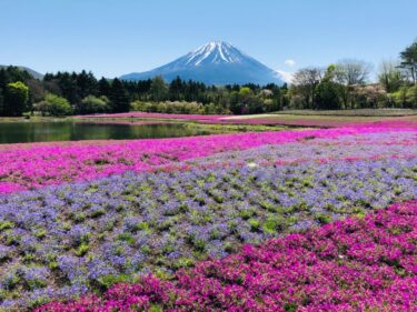 【富士芝桜まつり】　毎年4月中旬から5月下旬開催。首都圏最大級の芝桜！　富士山と芝桜の絶景スポット！