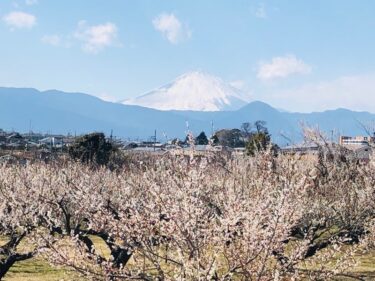 【小田原梅祭り・曽我別所梅林】　富士山を背に、3万5千本の梅が咲き乱れる！　貸ゴザに寝転んで梅の香りと軽食を楽しんで♪