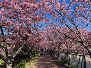 【河津桜まつり】　色が濃くて美しい～！　河津桜のトンネル、菜の花、足湯が楽しめます！　車で行く方は早朝行動必須！
