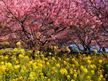 【松田山ハーブ園　まつだ桜まつり】　全国10位、神奈川県内1位の人気の高いお花見スポット！　河津桜 & 菜の花 & 富士山！